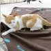 David Fussenegger – Kitty – Koc dla kota